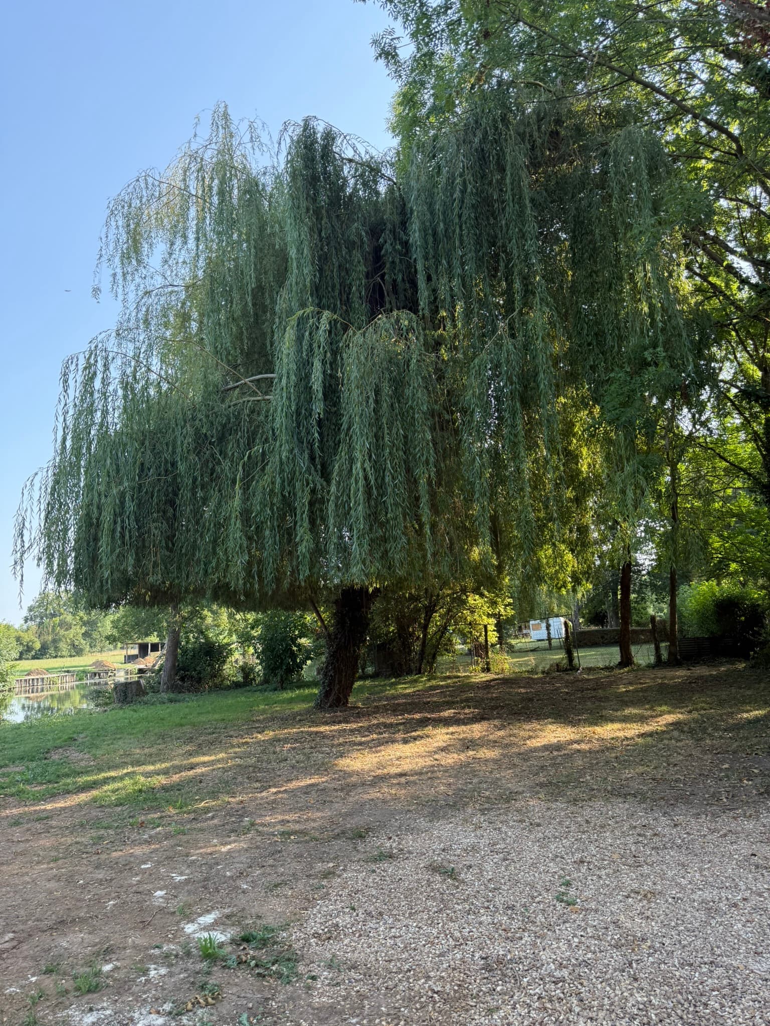 Le saule pleureur au bord du Loir, vu depuis la terrasse du chalet